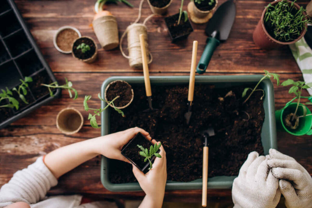 female hands plant eco vegetable seeds. gardening. seedling