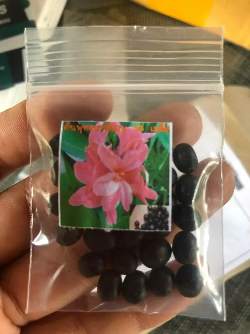 pink canna lily seeds – tropical flower plant seeds