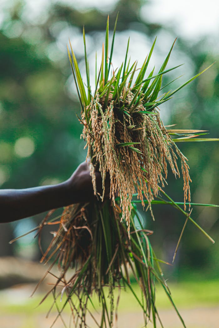 A hand holding freshly harvested rice grains with a blurred outdoor background.
